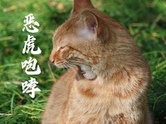 -西园寺素食(西园弄戒幢律寺店)