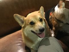 -百好乐宠物友好餐厅(朝外大街店)