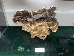 -诸城市恐龙博物馆