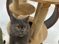 -喵园·猫主题咖啡厅·撸猫·猫咖(国贸店)