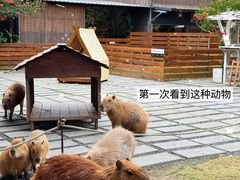 -鹿境梅花鹿生态园区