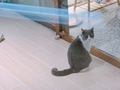 -momokira米努特·德文卷毛猫·棉花面纱犬