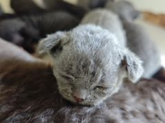 -70cat德文卷毛猫·缅因猫纯种猫舍