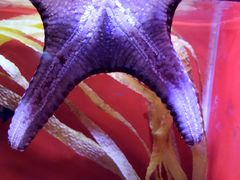 -芜湖新华联大白鲸海洋公园