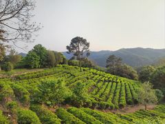 -雁南飞茶田景区