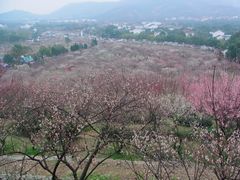 -香雪海