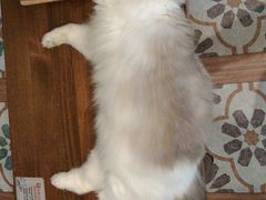 -猫猫幼稚园·撸猫·桌游·电玩