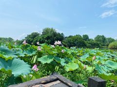 -西溪国家湿地公园