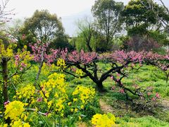 -南汇桃花村