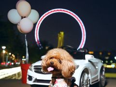 -超宠爱宠物摄影-Super pet