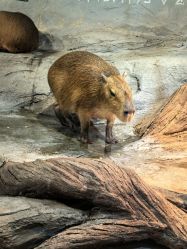 -Zoolung Zoolung动物主题公园(海信广场店)