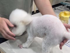 -安安宠医宠物医院·异宠·犬猫内科(岳阳分院)