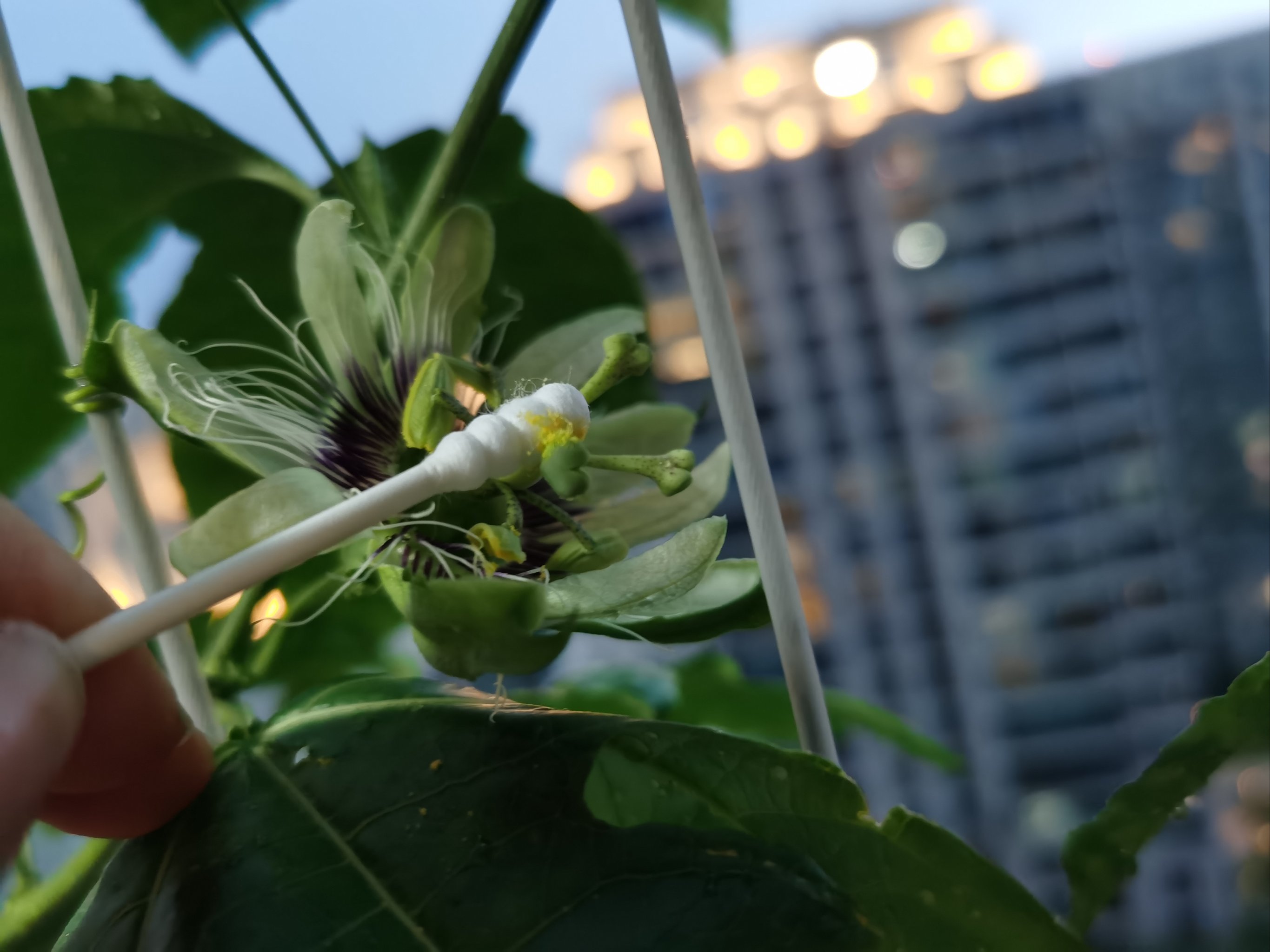 百香果开花初期图片图片