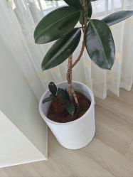 -HEYAN荷妍专业脱毛连锁机构