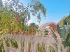 -深圳仙湖植物园