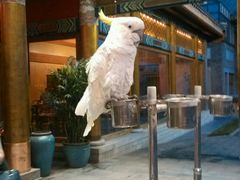 android_upload_pic-那家小馆•北京菜•烤鸭(香山店)