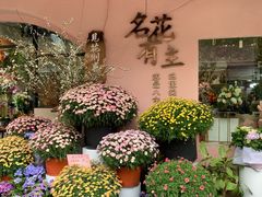 -溪岸路花鸟市场