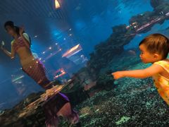 -海棠湾洲际-涛·海底餐厅·美人鱼·自助餐·海底隧道