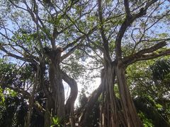 -瑞丽独树成林风景区