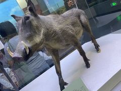 -国家自然博物馆