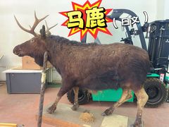 -呼和浩特博物馆