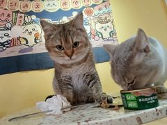 -喵小馆·猫咖狗咖猪咖·饮品店