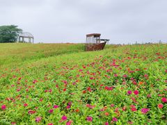-大塘金香草谷