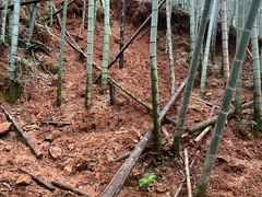 -北仑森林植物园