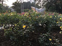 -人民公园(罗湖区)