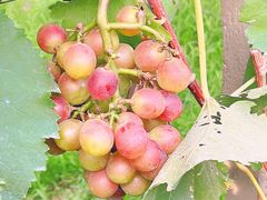 -马陆小张葡萄园农家乐