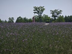 -同里国家湿地公园