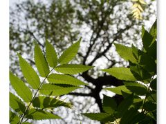-国家植物园