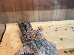 -酷以爬仙阁实体爬宠店·守宫·蜥蜴·专业繁育