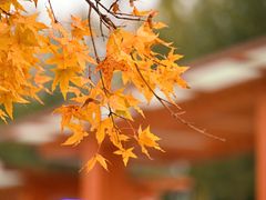 -香山公园