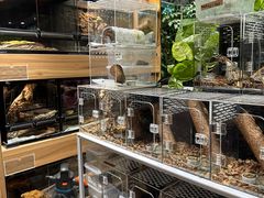 -酷以爬仙阁实体爬宠店·守宫·蜥蜴·专业繁育