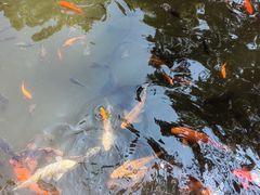 -南山植物园