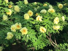 -洛阳市隋唐城遗址植物园