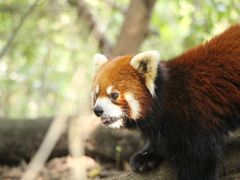 -成都大熊猫繁育研究基地