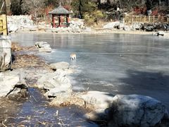-金狮国际酒店自助餐(金狮店)