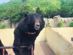 -东方熊牧场