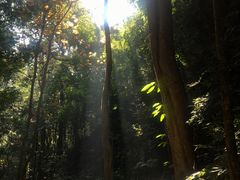 -莫里热带雨林景区