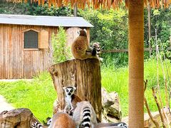 -云南野生动物园