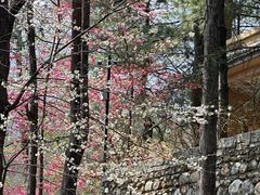 -寂照庵