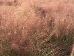 -艾溪湖湿地公园