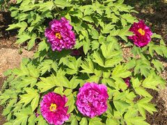 -国家植物园南园