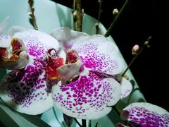 -Butchart布查德鲜花(花艺设计中心)