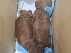 -暖阳宠物医院·犬猫康复中心·骨科