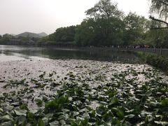 -西湖外事游船(花港观鱼码头)