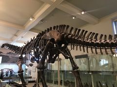 -美国自然历史博物馆