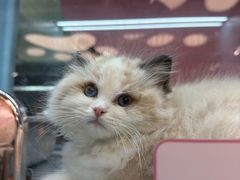 -FAELING PETS美天灵宠物(合生汇店)